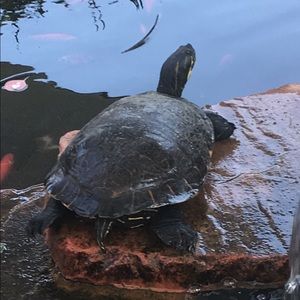 Meet your Posher, Brenda